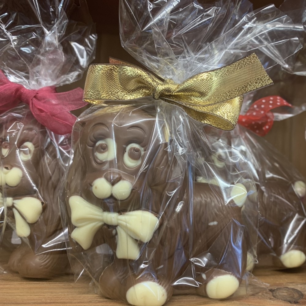 chocolate dog